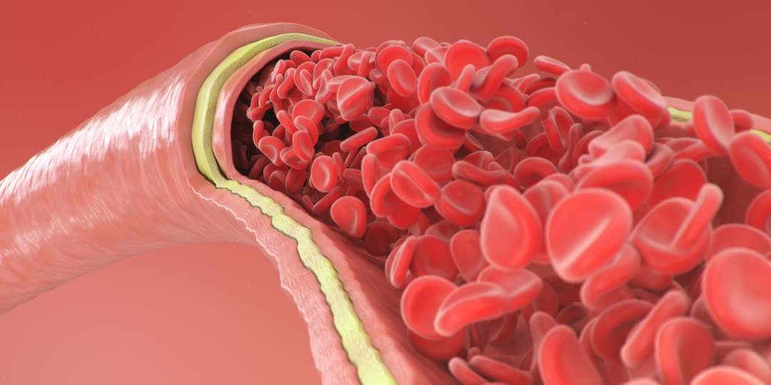 Ilustração digital de vaso sanguíneo e hemácias